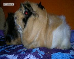 Meerschweinchen - nagerbu.de - Bella & Struppi
