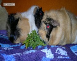 Meerschweinchen - nagerbu.de - Bella & Struppi