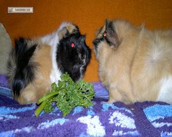 Meerschweinchen - nagerbu.de - Bella & Struppi