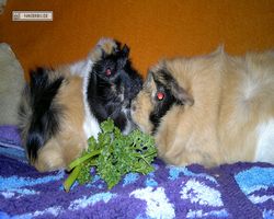 Meerschweinchen - nagerbu.de - Bella & Struppi