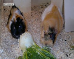 Meerschweinchen - nagerbu.de - Bella & Struppi