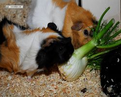 Meerschweinchen - nagerbu.de - Bella & Struppi