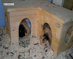 Meerschweinchen - nagerbu.de - Bella & Struppi