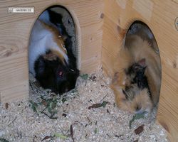 Meerschweinchen - nagerbu.de - Bella & Struppi