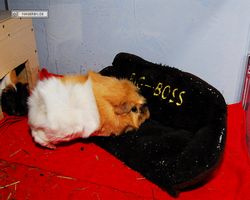 Meerschweinchen - nagerbu.de - Bella & Struppi