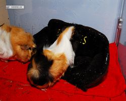 Meerschweinchen - nagerbu.de - Bella & Struppi