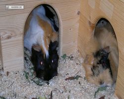 Meerschweinchen - nagerbu.de - Bella & Struppi