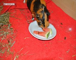 Meerschweinchen - nagerbu.de - Flecki