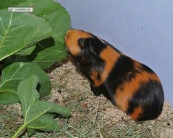 Meerschweinchen - nagerbu.de - Flecki
