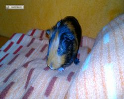Meerschweinchen - nagerbu.de - Flecki