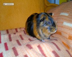 Meerschweinchen - nagerbu.de - Flecki