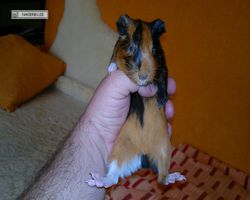 Meerschweinchen - nagerbu.de - Flecki