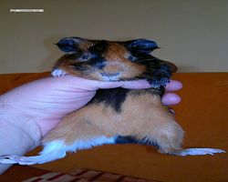 Meerschweinchen - nagerbu.de - Flecki