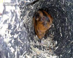 Meerschweinchen - nagerbu.de - Flecki