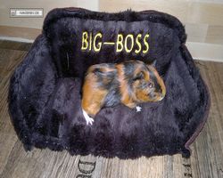 Meerschweinchen - nagerbu.de - Flecki