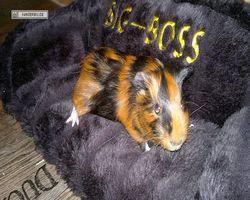 Meerschweinchen - nagerbu.de - Flecki