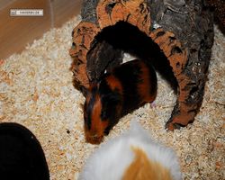 Meerschweinchen - nagerbu.de - Flecki