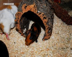 Meerschweinchen - nagerbu.de - Flecki