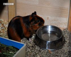 Meerschweinchen - nagerbu.de - Flecki