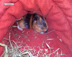 Meerschweinchen - nagerbu.de - Flecki