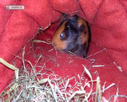 Meerschweinchen - nagerbu.de - Flecki