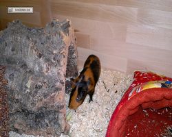 Meerschweinchen - nagerbu.de - Flecki