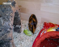 Meerschweinchen - nagerbu.de - Flecki