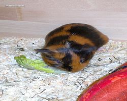 Meerschweinchen - nagerbu.de - Flecki