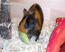 Meerschweinchen - nagerbu.de - Flecki