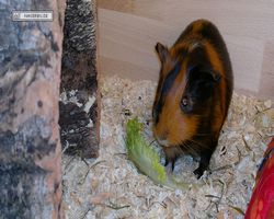Meerschweinchen - nagerbu.de - Flecki
