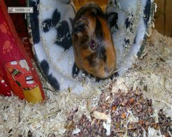 Meerschweinchen - nagerbu.de - Flecki