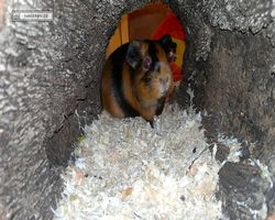 Meerschweinchen - nagerbu.de - Flecki