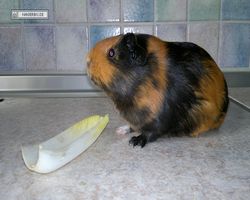 Meerschweinchen - nagerbu.de - Flecki