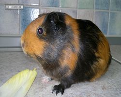 Meerschweinchen - nagerbu.de - Flecki