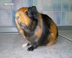 Meerschweinchen - nagerbu.de - Flecki