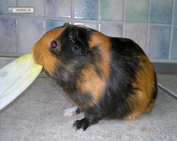 Meerschweinchen - nagerbu.de - Flecki