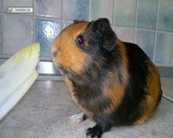 Meerschweinchen - nagerbu.de - Flecki