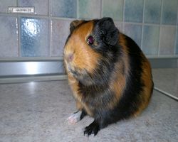 Meerschweinchen - nagerbu.de - Flecki