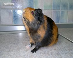 Meerschweinchen - nagerbu.de - Flecki