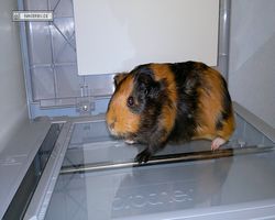 Meerschweinchen - nagerbu.de - Flecki