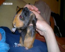 Meerschweinchen - nagerbu.de - Flecki