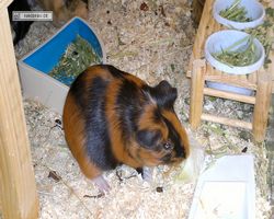 Meerschweinchen - nagerbu.de - Flecki