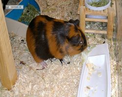 Meerschweinchen - nagerbu.de - Flecki