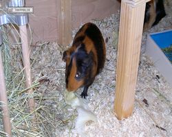 Meerschweinchen - nagerbu.de - Flecki