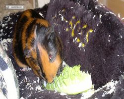 Meerschweinchen - nagerbu.de - Flecki