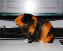 Meerschweinchen - nagerbu.de - Flecki