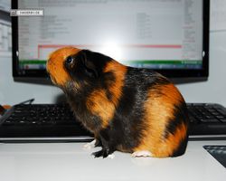 Meerschweinchen - nagerbu.de - Flecki