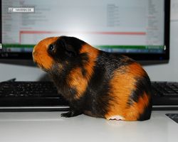 Meerschweinchen - nagerbu.de - Flecki