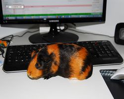 Meerschweinchen - nagerbu.de - Flecki