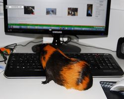 Meerschweinchen - nagerbu.de - Flecki